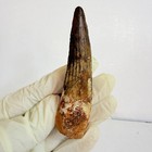 Rare Large Spinosaurus Tooth Fossil     8 Cm Dinosaur Predator Tooth