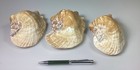 Lot Of 3 Strombus Latissimus Conch Seashells