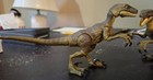 Hammond Collection Jurrasic Park Velociraptor 