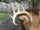 11 Pt Whitetail Deer Shoulder Mount Taxidermy Man Cave Office Den Minor Damage