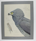 1926-30 Louis Fuertes African Harrier Hawk Print Special Publication Abyssinian