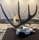 Rare European In Velvet Whitetail Deer Skull Antlers Horns Mount 12 Pt 131 5 