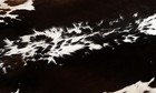 100  New Cowhide Rugs Area Cow Skin Leather  45  X 49   Cow Hide Sa-1147