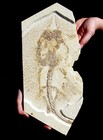 Giant Heliobatis Stingray From Wyoming  100  Natural - No Paint Or Restoration 