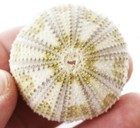3 Beautiful Light Green Alfonso Gator Sea Urchins 1 5-2 5   Coastal Beach Crafts