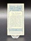 1910 Wills   s Cigarettes Fish   Bait Card  41 The Pollack     Series Of 50