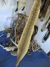 Rattlesnake Skin Prairie Rattle Snake Hide Soft Tanned Wrap Pen Blanks 37 In  L1