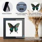 Real Framed Butterfly Moth Dead Insect Shadow Box Taxidermy Specimens