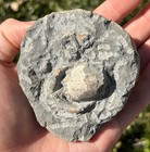 Fossil Crab In Matrix Pulalius Washington Crustacean Eocene Age