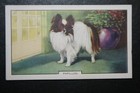 Papillon  Butterfly Dog   Toy Breed  Vintage 1938 Illustrated Card  Gf21ms