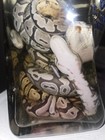 Ball Python Wet Specimen In Tequila Bottle Oddity Taxidermy