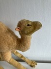 Vintage Antique Steiff Camel 10 1 2 -11 -no Tags 1960 s Germany