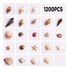 1200 Pcs Tiny Sea Shells Mixed Ocean Beach Spiral Seashells Starfish Lot
