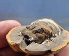 Rare Gaint Millipede Head Concretion Pit 11 Mazon Creek Compond Eyes Trilobyte