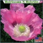 5 000 The Giant Rattler Papavear Somniferum Giganteum Poppy Seeds For Planting