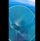 Ballyhoo Hoop Net Baitfish 48  Brand New