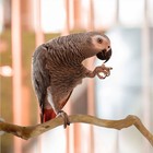 Bird Perch For Cage Bird Stand Toy Set Natural Wooden Parrot Stand Branch