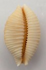 Cypraeidae Nucleolaria Nucleus - 22 38 Mm - Very Nice Color   Bumps