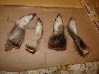 Set Of 4  Tanned Raccoon Feet  2 Front 2 Backs Fur Pelt Native Craft Replace