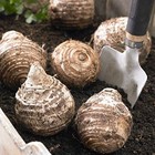Elephant Ears  colocasia  3 Bulb