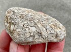 69g Crinoid Bryozoa Trilobite Fossil Hash Plate Devonian Uv Milwaukee Wi