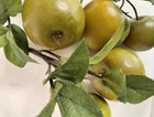 6 Faux Green Apples Stems   Branch Artificial Fruit Lightweight Realistic Size