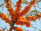 Sea Buckthorn  Hippophae Rhamnoides  Shrub Seeds