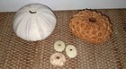 5pc Assorted Sea Urchin Shells Natural Test Specimen Beach Craft Decor Real 