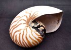 Natural Nautilus Seashell Nautilus Pompilius  1 Shell Approx  6  Inches 