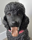Poodle Dog Statue Memorial Concrete Black Sculpture Garden Decor Pet 26    Tall