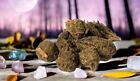 High John Root   The Conqueror Root   Wicca Pagan Curio Magick   1 Oz