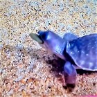 25-lbs Mixed Size Wafers Of Spirulina  Algae  Snails  Shrimp  Plecos   More