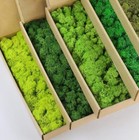5 Color Mix Pack Preserved Reindeer Moss Natural Green Diy Kit Gardenning Art Wa