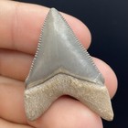 Megalodon Tooth Bone Valley Florida Gem Quality 1 6   