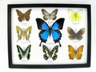 9 Beautiful Butterflies In Xl Showcase  Framed  Real Taxidermy - A-09-ulysses-02