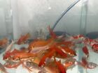 10  Live Fish Goldfish- Size 1 5 -2 Inch free - Shipping 