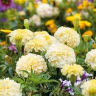 980  Perennial Marigold Flower Plant Seed Outdoor-attracts Bees butterflies