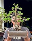 Bonsai Cemara Japanese Black Pine Medium Size