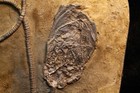 Fossil Crinoid  Cape Girardeau  Mo