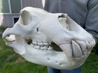 Xl Life Size Polar Bear Skull Replica 21  Museum Quality Hand Painted Bone Decor