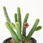 Multi Heads Succulent Plant Stapelianthus Pilosus Home Garden Plant 7-10heads