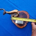 Vintage 1985 L b b h  2-point Buck Deer Trophy - Long Beach Bow Hunters - Used