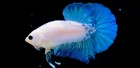 Live Betta Fish - Fancy Blue Koi Male