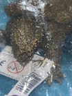 New Papo 50179 Alligator Snapping Turtle - Retired Rare