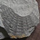 Rare Upper Devonian Glass Sponge Fossil     Uphantaenia Chemungensis
