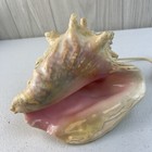 Vintage 50s 7  X 7  X 5  Large Conch Shell Pink Lamp Night Light Accent Light