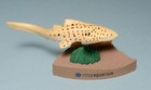  Qualia Join Collection Sunshine Aquarium Zebra Shark Limited Us Seller New 
