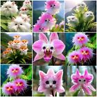 100pcs Big Flower Faced Cat Orchid Seeds Are Full Of Fragrant Potted Garden Seed