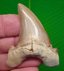 2 80    Auriculatus Shark Tooth  Rare Peruvian - Real Fossil - Peru