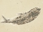 Two  100  Natural Knightia Fish Fossils From Fossil Lake Wyoming  478gr